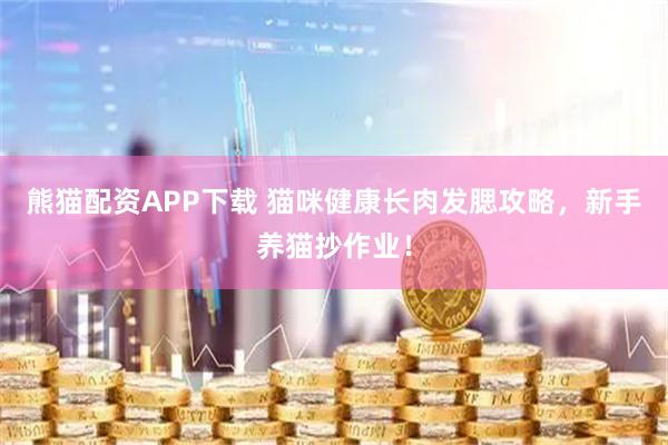 熊猫配资APP下载 猫咪健康长肉发腮攻略，新手养猫抄作业！